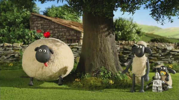 Die Schafsdamen sind von dem charmanten Neuzugang entzückt – vor allem Shirley.  | Rechte: © KiKA