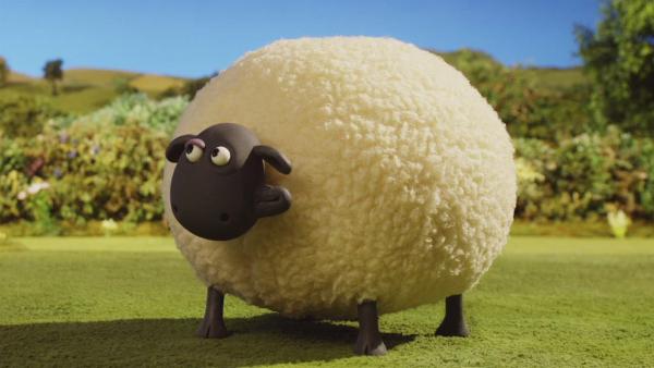 Shaun muss das große Schaf Shirley jeden Morgen auf die Weide schieben.  | Rechte: © KiKA