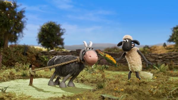 Von frischem Mais bekommt die Ziege nie genug. | Rechte: WDR/BBC/Animation Ltd.