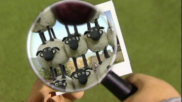 Ist gar nicht einfach alle Schafe auf einem Bild zu zeigen. Das geht nur übereinander. | Rechte: WDR/Aardman Animation Ltd./BBC