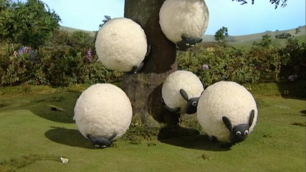 Schafe fallen vom Baum | Rechte: WDR