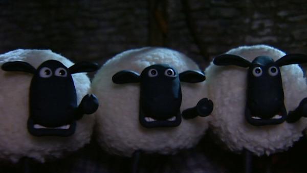 Ängstliche Schafe | Rechte: WDR