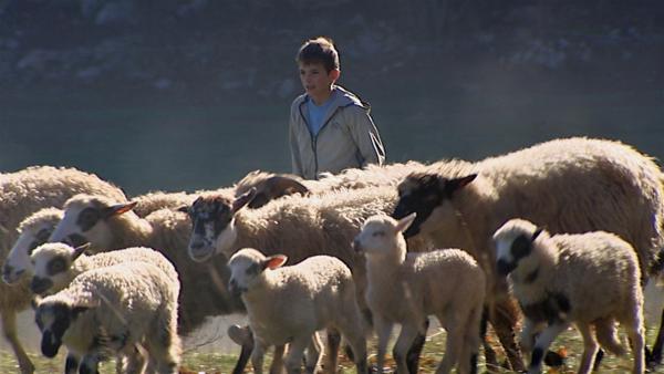 Ivan und seine Schafe | Rechte: ZDF/HRT Kroatien/EBU