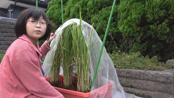 Hikari ist 10 Jahre alt und lebt in Japan. Schon immer liebt sie Reis und will nun ihren ersten eigenen Reis anbauen. Ein erfahrener Reisfarmer hat ihr Setzlinge gegeben und erklärt, auf was sie bei der Pflege achten muss. | Rechte: ZDF/Koske Takahashi