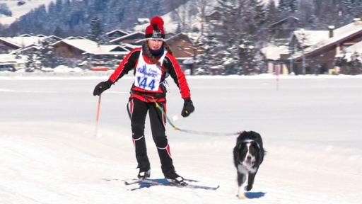 Anja fährt auf Skiern mit ihrem Hund Leila. Verbunden sind die Beiden mit einer Leine, die Anja um den Bauch geschnallt hat. Anja trägt einen rot-schwarzen Ski-Anzug. Leila ist ein schwarz weißer Bordercolli.