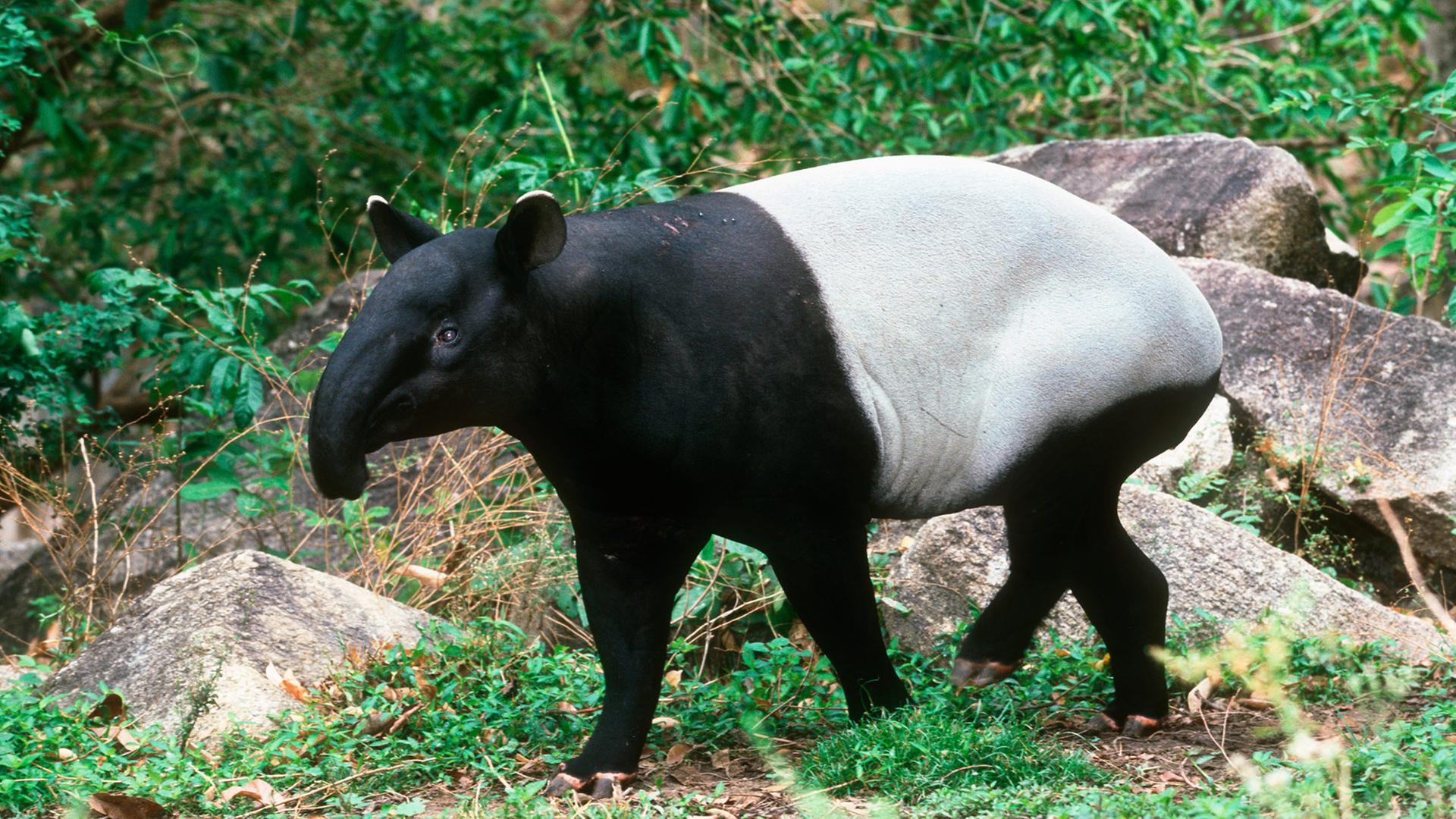 Der Tapir Kika