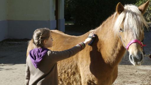 Ein Mädchen putzt ein Pony