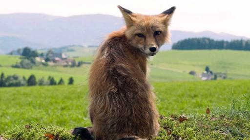 en Fuchs sitzt auf freiem Feld