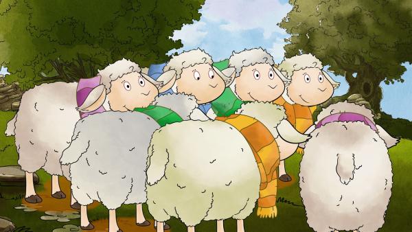 Alle Schafe tragen bunte Schals. | Rechte: MDR/WunderWerk