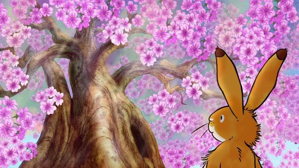 Der kleine braune Hase ist sehr beeindruckt vom großen Blütenbaum. | Rechte: KiKA/SLR Productions Australia Pty.Ltd./Scrawl Studios Pte Ltd./hr/ARD