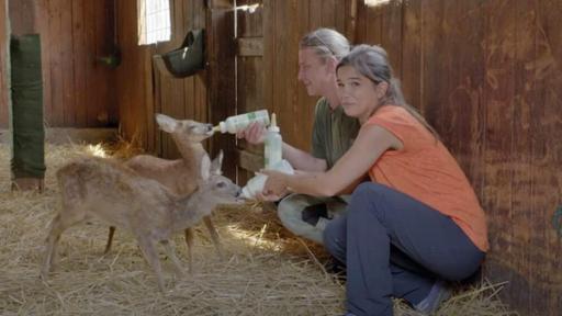 Rettung für die Waldtiere | Anna und Tierschützerin Anne-Marie füttern die Rehkitze