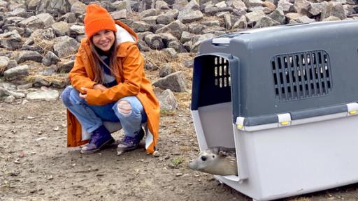 Zurück in die Nordsee | Nach drei Monaten Seehundstation wird die wilde Hilde endlich ausgewildert. Anna begleitet sie auf dem Weg in die Freiheit.  