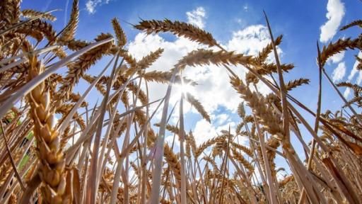 G wie Getreide | 12.07.2022, Hessen, Reinheim: Winterweizen steht auf einem Feld am Geflügelhof Strauß in Reinheim kurz vor der Ernte. 