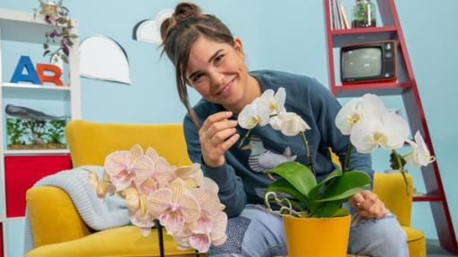 B wie Bestäubung | Anna bestäubt mit einem Zahnstocher eine Orchidee – eine Aufgabe, die sonst Tiere übernehmen.