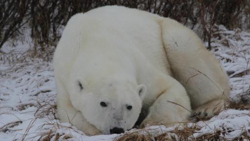 E wie Eisbär | Eine der Lieblingsbeschäftigung der Eisbären: schlafen. Sie sind nicht unbedingt faul, sie müssen nur sparsam mit ihren Energiereserven umgehen.