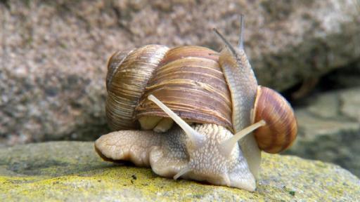 W wie Weinbergschnecke | Weinbergschnecken sind die größten Gehäuseschnecken in Deutschland.