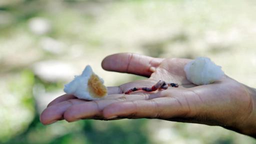 R wie Regenwurm | Pia hält einen Regenwurm auf ihrer Hand, der sich für Süßes oder Saures entscheiden soll.