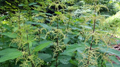 B wie Brennnessel | Gartenkräuter: Brennnesseln.