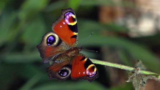 T wie Tagpfauenauge | Mit den großen Augen versucht der Schmetterling, Fressfeinde zu erschrecken.

