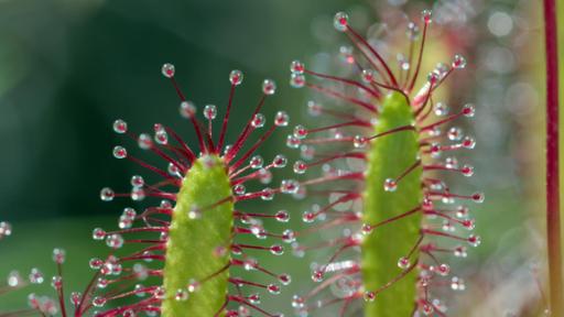 S wie Sonnentau | Der Mittlere Sonnentau lockt Insekten mit glitzernden Tröpfchen an, an denen sie kleben bleiben.
	
