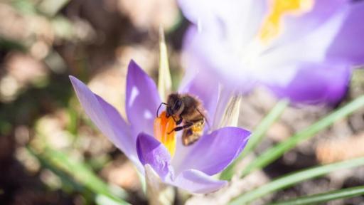 H wie Honigbiene | Eine Biene sitzt auf einer Krokus-Blüte.