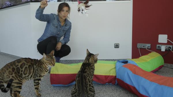 Bengalkatzen sind sehr verspielt und brauchen viel Beschäftigung. | Rechte: BR/TEXT + BILD Medienproduktion GmbH & Co. KG