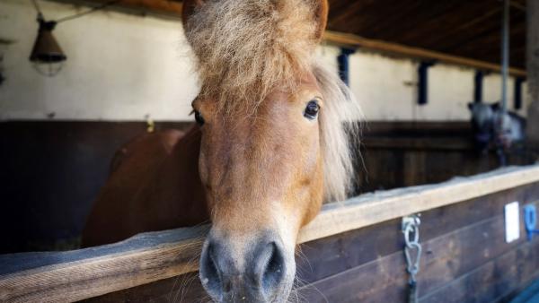 Auf dem Reiterhof leben noch viele andere Shetlandponys. Weil die Boxen niedrig sind, entgeht den neugierigen Ponys nichts von dem, was draußen passiert. | Rechte: BR/BILD + TEXT Medienproduktion GmbH & Co. KG
