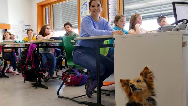 Ein Schulhund nimmt am Unterricht teil. Seine Anwesenheit hat Auswirkungen auf die Schüler: Sie sind konzentrierter und ruhiger. | Rechte: BR/BILD + TEXT Medienproduktion GmbH & Co. KG