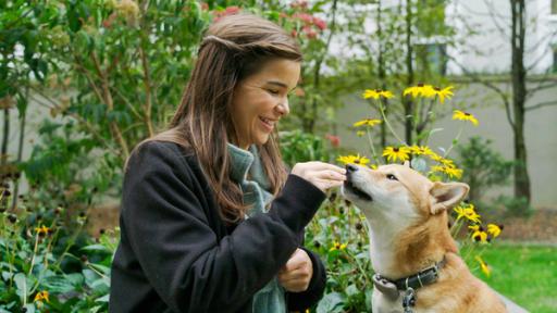 Shiba | Als Belohnung für gutes Gehorsam gibt Anna Shiba Inu "Mylo" ein Leckerchen.