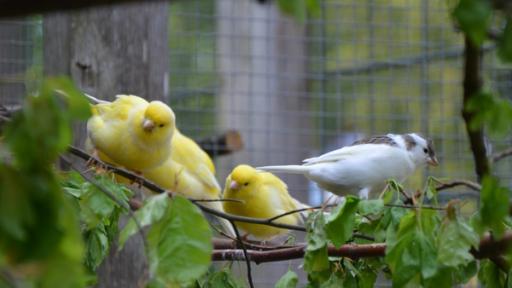 Kanarienvogel und Zebrafink | Kanarienvögel lieben frisch geschnittene Äste. Die Blätter sind für sie eine Leckerei.