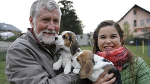 Beagle / Mit den Beaglewelpen von Heinrich darf Anna ausgiebig kuscheln.
