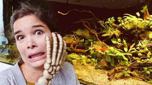 Piranhas | Autsch! Anna ist sich sicher: Besser nicht die Hand ins Aquarium halten!