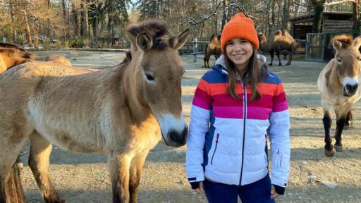 Ein Tag beim Zootierpfleger | Das Füttern der Przewalski-Pferde gehört auch zu Annas Aufgaben als Zootierpfleger-Assistentin. 