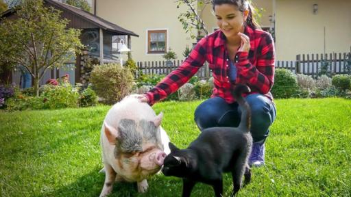 Tierisch beste Freundschaften | Anna hat auf ihren Abenteuern schon die verschiedensten Tierfreundschaften beobachtet: Minischwein Freddy schmust gerne mal mit einem schwarzen Kater.