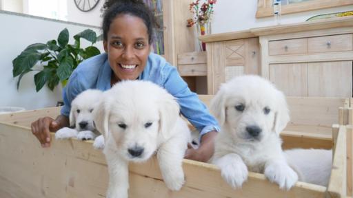 Golden Retriever | Die Golden Retriever-Welpen sind weich und niedlich – und mit nur acht Wochen ganz gelehrig. Für ein Foto mit Pia kommen sie auf Kommando zum Rand ihrer Welpenbox.