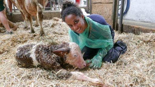 Ein Tag mit der Großtierärztin | Lenis Kälbchen ist endlich auf der Welt. Pia freut sich, denn es ist gesund!