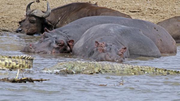 Gemeinsame Siesta: Nilpferde, Nilkrokodil und Afrikanischer Büffel. Alle drei brauchen die Nähe des Wassers. | Rechte: TEXT + BILD Medienproduktion GmbH & Co.KG