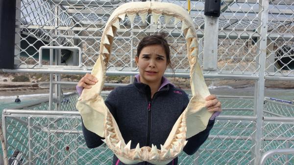 Das Gebiss eines Weißen Hais. Angst um seine Zähne muss er nicht haben. Bricht ein Zahn ab, kommt sofort ein neuer nach. | Rechte: BR/TEXT + BILD Medienproduktion GmbH & Co. KG