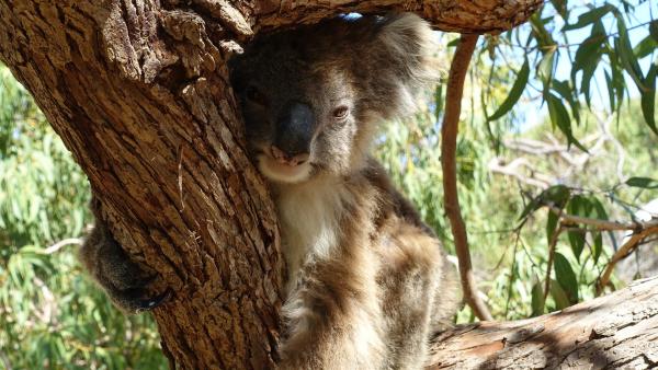 Koalas haben eine Knochenplatte im Po und können deshalb stundenlang darauf sitzen, ohne dass der Hintern schmerzt. | Rechte: BR/BILD + TEXT Medienproduktion GmbH & Co. KG