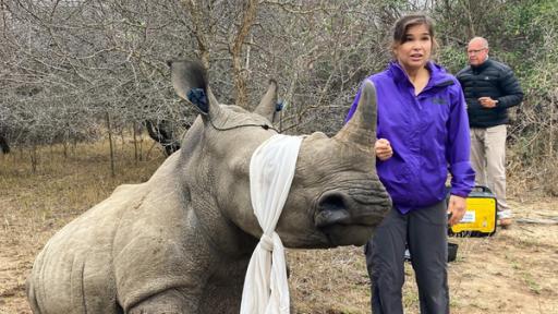 Operation Nashorn | Anna begleitet eine Nashorn-Schutzpatrouille bei der Enthornung eines jungen Bullen. Zur Beruhigung bekommt das Tier die Augen verbunden und einen Ohrenschutz.