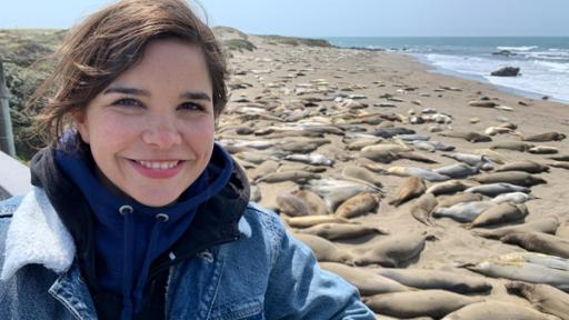 Anna besucht die See-Elefanten in Piedras Blancas, Kalifornien.