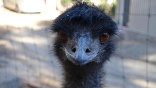 Der Emu legt nur grüne Eier | Emus haben große, orangefarbene Augen und können sehr gut sehen.