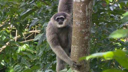 Der Gesang der Gibbons | Gibbons sind sogenannte Kleine Menschenaffen. Es gibt sechzehn verschiedenen Arten von ihnen. Der Silbergibbon ist eine davon.