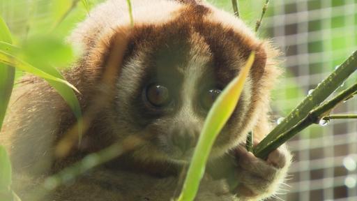 Die Feueraugen der Plumploris / Plumploris sind kleine Nachtaffen und verdammt niedlich. Aber Achtung: die katzengroßen Primaten mit den großen Augen sind giftig.