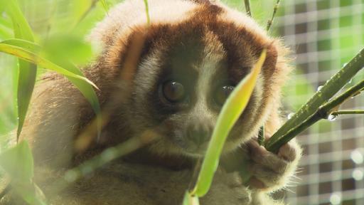 Die Feueraugen der Plumploris / Plumploris sind kleine Nachtaffen und verdammt niedlich. Aber Achtung: die katzengroßen Primaten mit den großen Augen sind giftig.