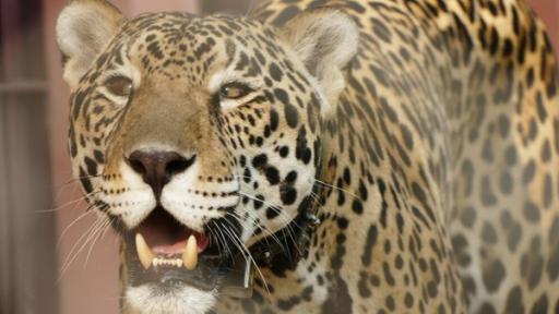 Die Raubkatzen von Brasilien / Anna macht sich in Brasilien auf die Suche nach dem „König des Dschungels“. Der Jaguar ist die größte Raubkatze in Süd- und Mittelamerika.
