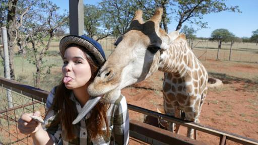 Die Zunge der Giraffe | Der vordere Teil der langen Giraffenzunge ist dunkel gefärbt. Dadurch bekommt das Tier beim täglichen Blätterrupfen keinen Sonnenband.