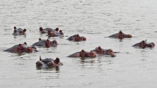 Ein Fluss voller Flusspferde | Nilpferdgruppen bestehen aus einem älteren Bullen und mehreren Weibchen mit ihren Jungtieren. Jüngere Männchen halten sich abseits.