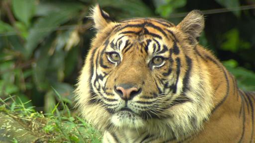 Im Revier der Tiger | Typisch für den Sumatra-Tiger ist der ausgeprägte Backenbart.