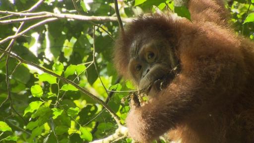 Orang Utans in der Schule | Sobald die Affen gut klettern, selber Nahrung finden und ihr Schlafnest bauen können, werden sie ausgewildert.